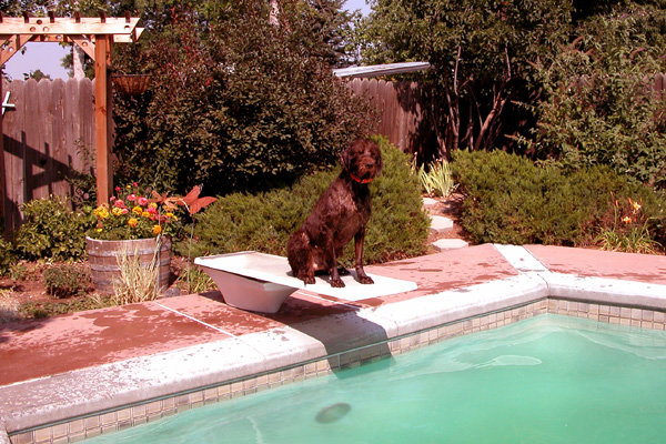 Hery Ze Strazistskych Lesu (aka Hery) waiting for the OK to hit the water.  This dog found a real bonanza in our backyard and spent hours daily enjoying the good life found here in America.  Within 5 minutes of entering our backyard, following being imported from the Czech Republic, the neighbor kids had him going off the board.