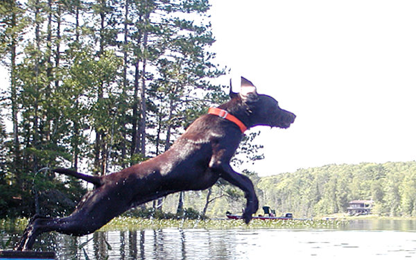 John Blindauer's Cedarwood pudelpointer in Wisconsin showing off the genetic influence he received from his father, Cedarwoods First Offense.