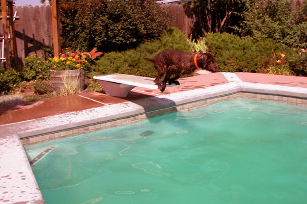 At the OK, Hery makes his move and the rest of the afternoon will be spent playing ball with the grandkids and neighbor kids in his favorite environment.  If only the other Czech dogs could see him now.