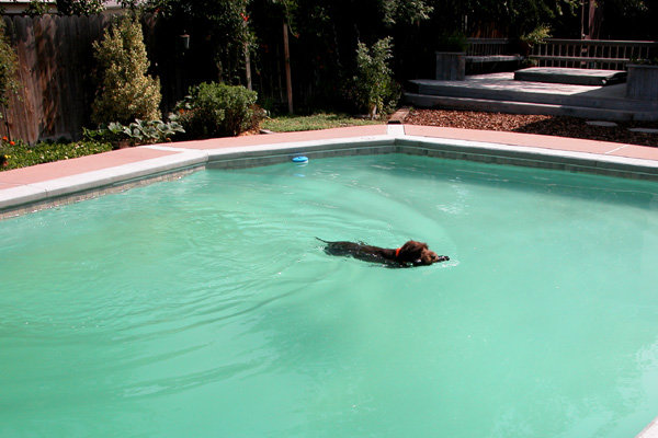 Hery, looking like Esther Williams, enjying himself as only he knows how.  This dog has the most honest personality of any dog I have ever been around and that evaluation is equalled by all that visit our kennel and meet him.
