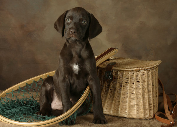 Brian O'Keefe's Cedarwood pudelpointer, Coopr posing at 8 weeks of age.  The next 3 pictures are of Coopr as an adult in a 3 picture sequence on a pheasant hunt in Oregon.  The comparison of this picture to the next picture is a good example of what a pup with a very short coat matures to look like as an adult, having short furnishings and a very handsome sleek appearance.