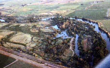 An arial view of our training/hunting property at Notus, Idaho.  The property is 40 acres of densly covered river bottom land and has 10 acres of existing ponds.  We host NAVHDA tests on the property as it has extremely natural habitat for the versatile testing system.  The Boise River which runs adjacent to the property, can be seen in the background.
The property is appropriately named "The Swamp" and is host to whitetail deer, turkey, pheasant, quail, ducks, and geese.
