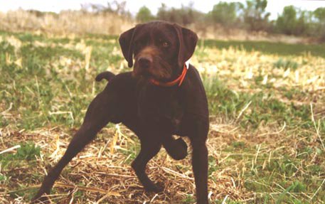 Brent Kaiser's dog, Cedarwoods Fail Safe was sent to us for training. He is shown here showing off his style and intensity during a  training session at "The Swamp" prior to his NAVHDA  NA Prize I performance, which earned him a perfect 112 point score.