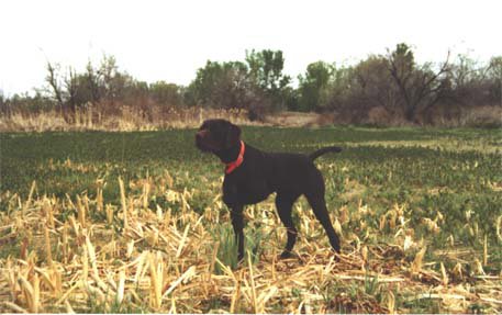 The Swamp has 5 different bird fields for spring dog training.  Wildlife at the property includes whitetail deer, turkey, pheasant,valley quail, ducks, and geese.This is also where Cedarwoods Dusty Rose pointed an elk, not normally found to inhabit the agricultural river bottoms.
We have a homing pigeon pen on site that houses some 20 homers for training purposes.  Eight automatic bird launchers helps simulate a wild flush for pointing intensity.
