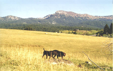 Cedarwood Neon Playgirl and Cedarwoods Quincy Dan work together on a planted bird in McCall.
Jughandle mountain can be seen in the background.  There are 4 high mountain lakes in the background that can easily be reached for float-tube flyfishing.