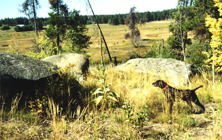 Large meadows in the area offer challenging bird work for the dogs with many varying obstacles for the dog to work through.
Here Cedarwoods Quincy Dan stands a ruff grouse while training training on the rocks above our cabin.