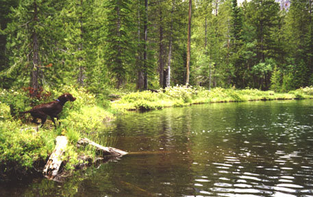 Early season duck hunting in the McCall area in October can be very rewarding with little or no competition from other hunters.