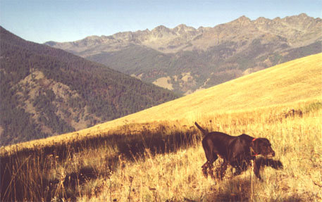 Wild grouse are in abundance for training purposes in the McCall area throughout the summer months, with most mid-day temperatures < 80 degrees. Blue grouse may possibly be the absolute best training bird for working young dogs in August.