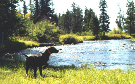 Lake Fork Creek runs through our Mccall property and offers a very scenic backdrop to our training sessions.
Cedarwoods Neon Playgirl standing a planted bird along the river.