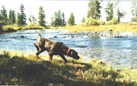 Lake Fork Creek in McCall, Idaho shows the magic of a pudelpointer on point in an area rich with beauty.  My grandson, Brett, caught a 24 inch trout from these waters when he was 5 years old.  Of coarse he had to eat it; I'll work on his catch & release as he gets older.