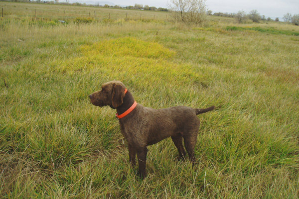 Hery, standing a planted bird, in one of the McCall, Idaho training meadows, during a training session.  Hery's most impressive training is revealed when watching him perform a blood track, which was taught to him in the Czech Republic prior to his importing.  He has the highest IQ I have ever witnessed in a sporting dog and it shows during most of his work after the shot.