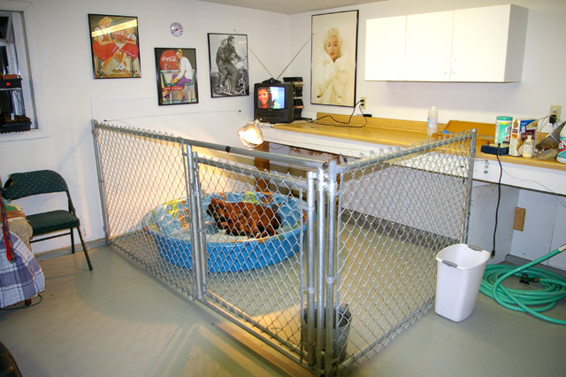 Pictured is our whelping room.  There are 2 whelping pens in this room.  This is where the pups and Mom spend the first 4 weeks following whelping.  This room is attached to our home and seperate from our kennel building for a quiet, safe, and sanitary beginning for the pups.  Our whelping room has floor drains for easy cleaning and a day bed for any night time whelpings.  The TV is on 24 hours a day for pup exposure to Oprah and CNN.