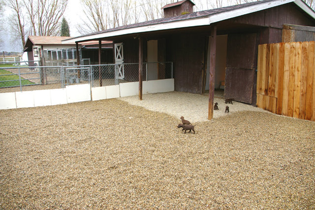 Our kennel has 2 large puppy pens where the pups live from 4 to 7 weeks of age.  These pens each have a pea-rock surface 12 inches deep that is burned between litters for sanitation purposes.  All puppy poop is clened up daily.  These pups are 4 weeks old and already exploring their new environment.