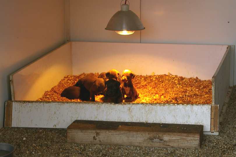 These pups are 4 weeks old and enjoying the heat from the heat lamp.  Cedar shaving added for bedding keep the pups clean and smelling fresh.  This bedding adds to a quick cleanup also.