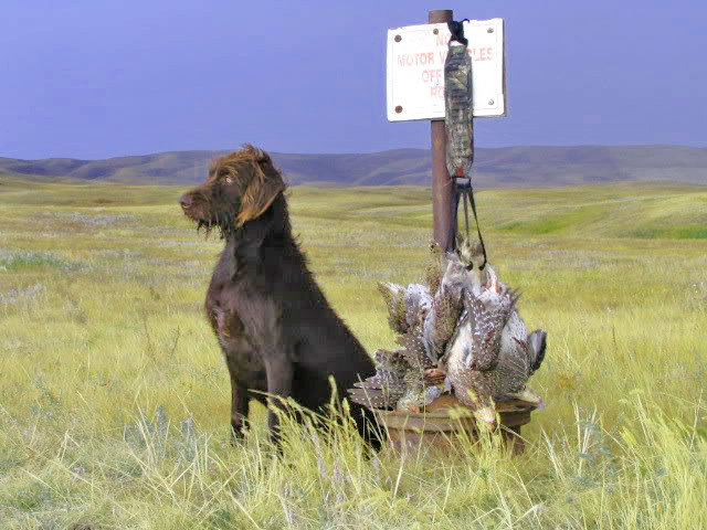 Sharptail grouse in September are pure delight to hunt with a pointing dog.  By October they are seldom seen pointed by dogs as they become too wild to hunt.  Time to move on to other species of gamebirds.