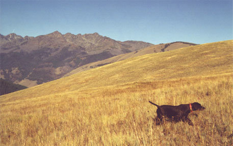 Idaho and Oregon offer some spectacular Blue Grouse hunting in September between elevations of 5 to 6 thousand feet.    The birds can be found in the early mornings on open grassy ridglines feeding on grasshoppers that are too cold from the cooler frosty nights to fly yet.  Pictured is   Cedarwoods Neon Playgirl (Tatr) on the breaks of the Salmon River with the Seven Devils Mountains in the background.
