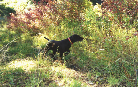 Cedarwoods First Offense (Tukr) working Ruffs near McCall, Idaho in early October.
This is the season for Steelhead flyfishing on the Salmon River and a combination hunting/fishing day is a must for our camp.