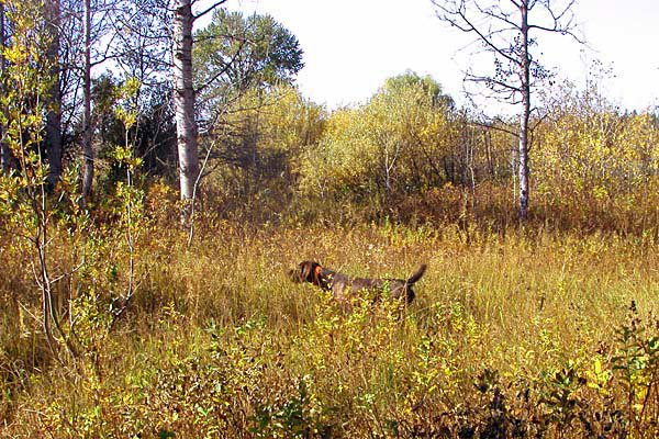"Hery" on a covey of sharptail at mid-day in Saschatchwan in October 04.    Hery adapted extremely well to our hunting requirements, as he came from the Czech Republic in July of 04.