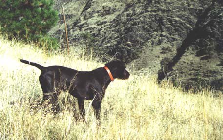 Cedarwoods First Offense(Tukr) on Blue Grouse in early September above Idaho's Snake River.
Deer and elk are routinely encountered on these hunts for an added bonus to the hunter carrying his camera with a telephoto lens.
Cedarwoods Dusty Rose has pointed deer, elk, and bighorn sheep from her grouse hunts.