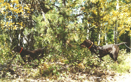 Cedarwoods Zinfindel (Zin) and Cedarwoods Quincy Dan (Dexter) on Ruff Grouse.
Most pudelpointers naturally back each others points as Dexter is doing here.  Zin and Dexter are together producing very excellent pups for our kennel.    Check out their pedigree's and you will see why !!!