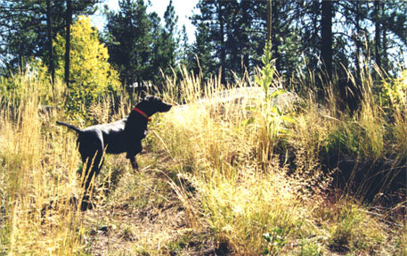 Cedarwoods Quincy Dan (Dexter) on Spruce Grouse on Jughandle Mountain near McCall, Idaho in early September.
The pudelpointer is a natural for grouse hunting with their cooperative search pattern which always keeps them in contact with their handler.  No lost dogs on our grouse hunts; we hunt birds, not dogs !!!