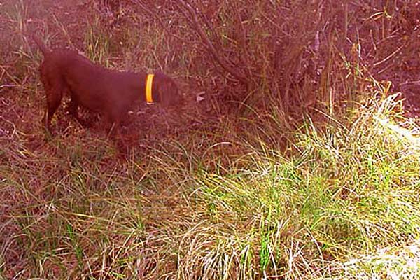 Prairie Trouts Calendar Girl (aka Zoey) on a ruff grouse in Idaho.    This little girl is a NAVHDA Prize I Natural Ability and Prize I Utlity dog.  She is a favorite of the neighborhood kids as her clownish personality is always forefront.