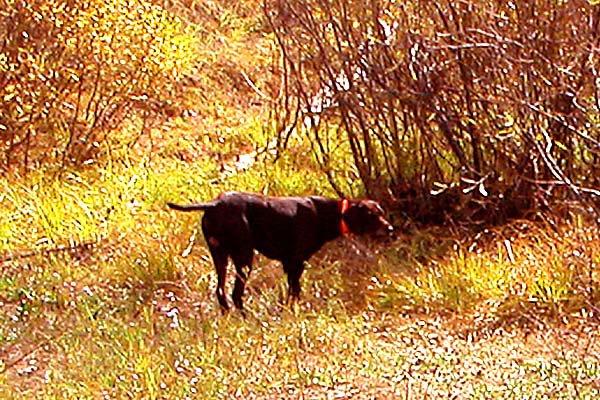 Cedarwoods First Offense pointing several Spruce grouse in a drainage off Idaho's Jughandle Mountain.    These grouse prefer elevations between 6-8 thousand feet.  Spruce grouse can often times be spotted by the dog on the ground and require a very steady performer once they see the birds.