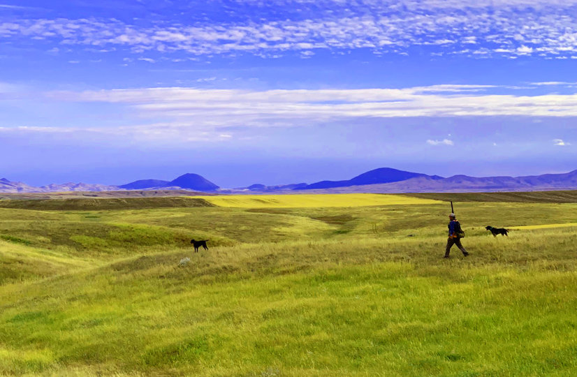 Sharptail country is usually big open country demanding good range from the dogs and miles covered sometimes between coveys.  Standing well off the covey and backing is a must to find success from the dogs.