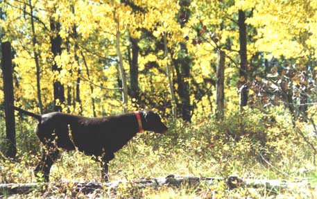 Cedarwoods Neon Playgirl (Tatr) on another Ruff to be taken from the group shown in the previous frame.
A good grouse dog can get the handler a limit of 3 from a seperated covey in a very short time when all goes as planned !!!!    This 'ol girl knows grouse like "the big unit" knows his slider !!!!