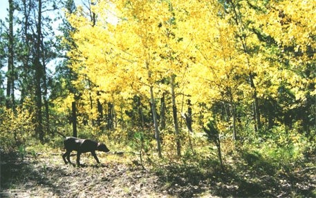 Cedarwoods Neon Playgirl (Tatr) nearly goes un-noticed with the brilliant fall colors on this October grouse hunt near McCall, Idaho.
Fall colors in Idaho are spectacular, as is most of our country's grouse habitat.   Here the aspens are a stunning yellow and the tamarack trees also glow of their orange/yellow brilliance on the high mountain slopes.    My God, is there anything as wonderful as Fall ?????