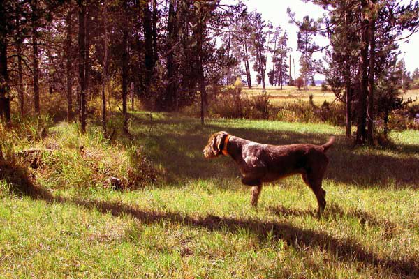 Hery on a lone ruff grouse in Idaho.  This was "Hery's" first wild bird since coming to North America and it was less than 30 yards from our McCall cabin's porch.  In the month of September Hery retrieved ruff, blue, spruce, and sharptail grouse.    He was also on a Saschatchewan snow goose hunt and a N. Dakota pheasant hunt in early October.    Quite a difference for a dog used to hunting in Europe.