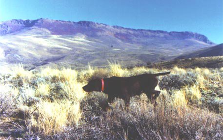 Idaho has good Sage Grouse populations on the high plains near Sun Valley.
Cedarwoods Neon Playgirl (Tatr) woking a group of sagehens in mid September near their favorite watering hole shortly after daylight hours.