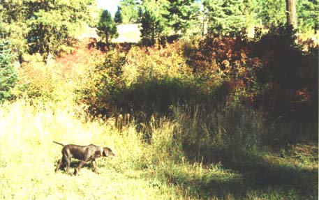 Franklin, or commonly called Spruce Grouse, are  found above 6 thousand foot elevations where the pine trees are stunted, and the spruce trees are in abundance.
Here Cedarwoods Neon Playgirl (Tatr) is actually sight pointing several birds walking in front of her.  These are also the grouse often refered to as "fool's hens" as they usually merely fly to the nearest tree for safety.  They are also not near the table fair to that of a ruff.