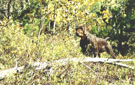 Cedarwoods Quincy Dan (Dexter) on Ruff Grouse off West Mountain near McCall, Idaho.
Pudelpointers keep constant visible contact with their handler when hunting and shorten their range to accomodate the cover when on a grouse hunt.
