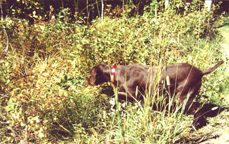 Cedarwoods Zinfindel (Zin) on Ruff Grouse near the McCall, Idaho cabin.
Zin has a pedigree showing 27 out of 28 dogs on that pedegree earning a NAVHDA Prize I in NA.  She is the result of 3 generations of our breeding program and her pups are certainly proving the value of these efforts.  
Zin and Tukr are full brother/sister with Zin being one year older.    She is a Prize I NA and Prize I UT performer.