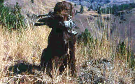 Cedarwoods Dusty Rose (Dusty) holding a blue Grouse on a ridge in Joseph Creek in Oregon.
This is also the canyon that Chief Joseph and his Nez Perce Indians would spend their winters in.