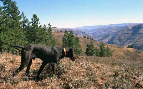 A young 6 month old Cedarwoods Blaze (Jake) on Blue Grouse on the breaks of Oregons Joseph Canyon.
The background shows the habitat to some of North America's largest Bighorn Rams.