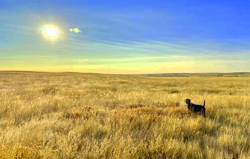 That high tail set seen here is certainly explaning this situation will most likely find sharptail grouse in the distance.