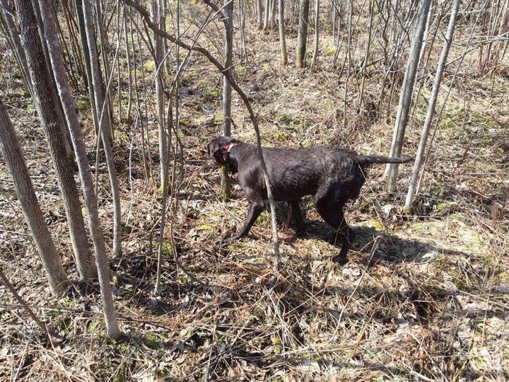 Tight quarters in the grouse woods when hunting ruffs with tough shots.