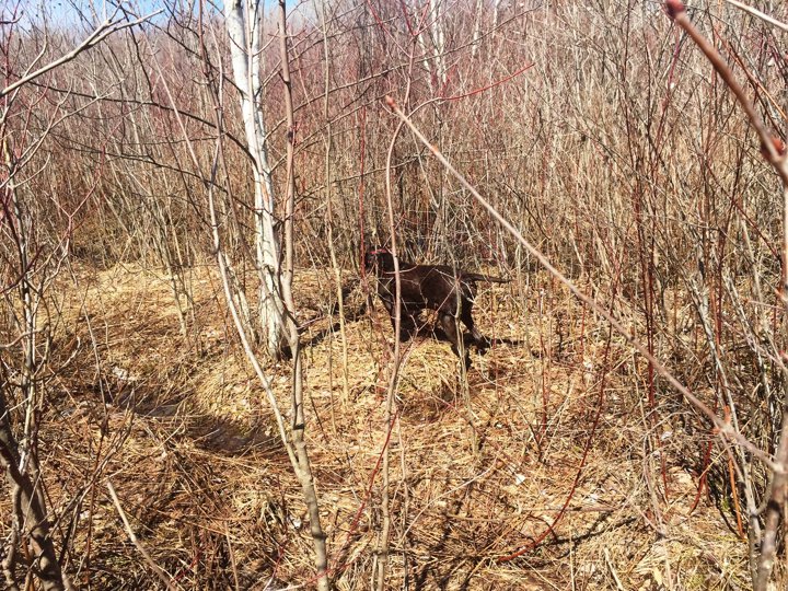 Ruff has been located, now to try to get a decent shot after flight.