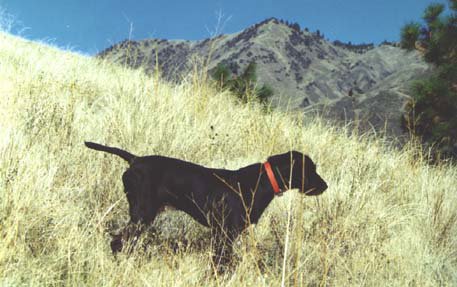 Cedarwoods First Offense (Tukr) hunting Blue Grouse in Hell's Canyon, which seperates Oregon and Idaho.
This is North Americas deepest canyon and it hosts bighorn sheep, deer, and elk in addition to 3 different species of grouse along with chukar and hungarian partridge.