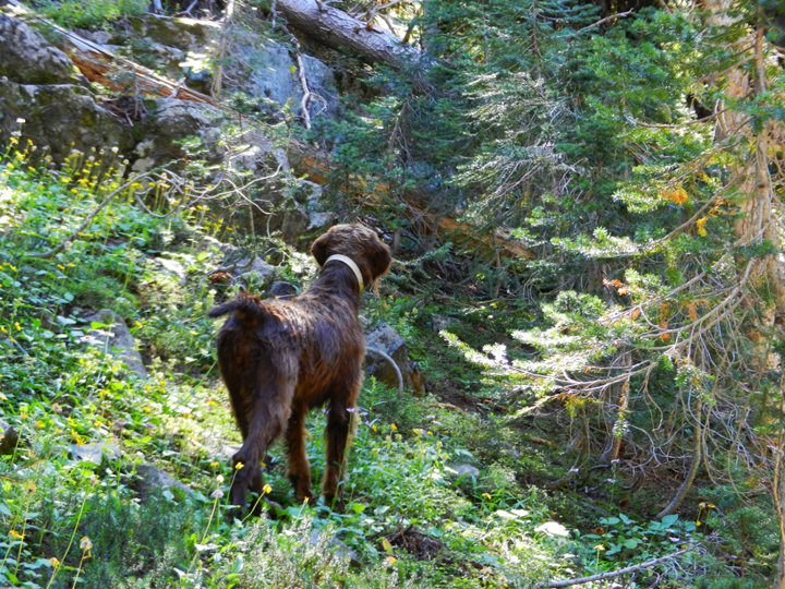 Walking in to make the flush on these blue grouse is probably going to eliminate a decent shot.  Need to get my hunting partner down below for a possible shot.