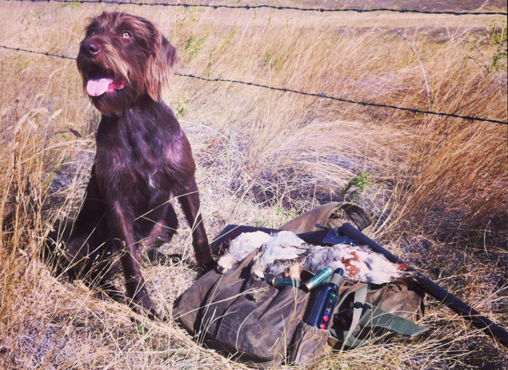A limit of sharptail grouse in September sees some of our best dog work until the birds get too skittish to approach, which is usually in October.  These are hot days usually only giving early morning and evening the prime scenting conditions needed to produce these birds.