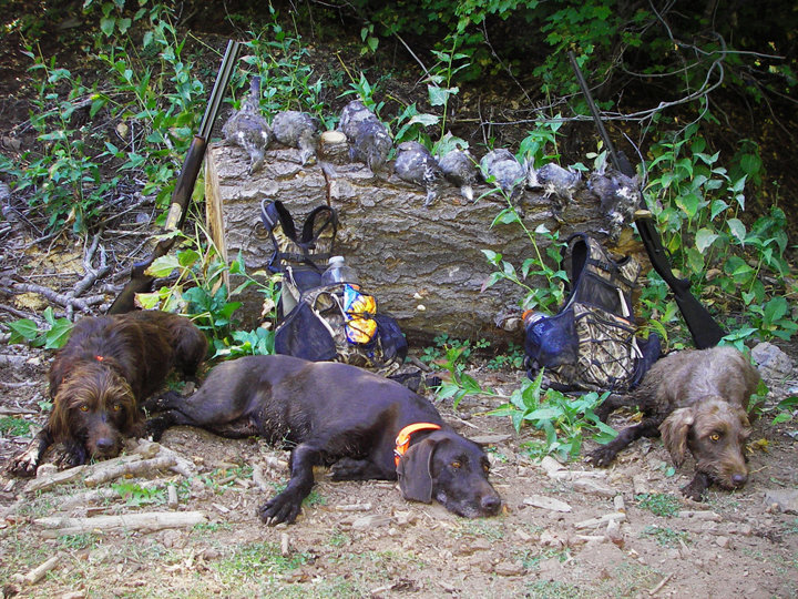 A hard morning in the woods and these 3 pudelpointers are asking for a nap. They recognize a well earned break and take full advantage.