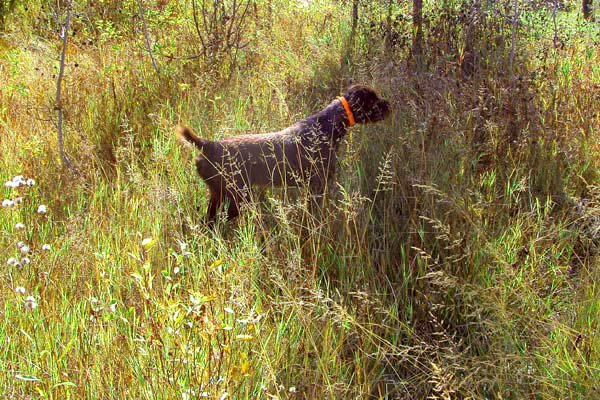 "Hery" our Czech import in Saskatchewan on sharptail grouse.    This 4 year old dog will be used extensively as an outcross with our Cedarwood females.