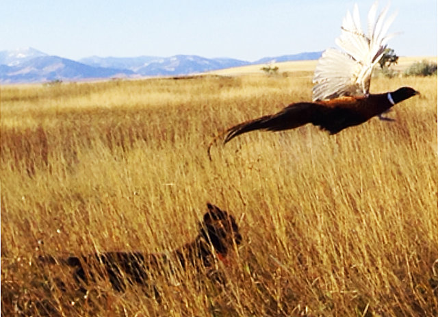 Better hold off the shot for a few more seconds for the safety of the dog.