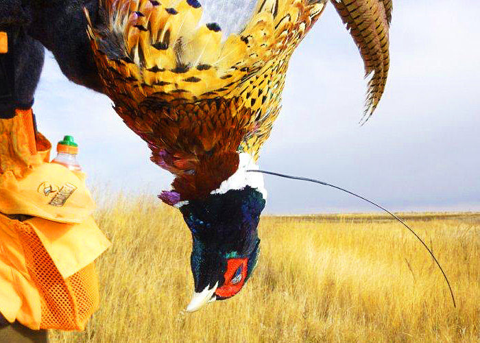 We harvested 2 radio collared roosters on our 2012 hunt in North Dakota.