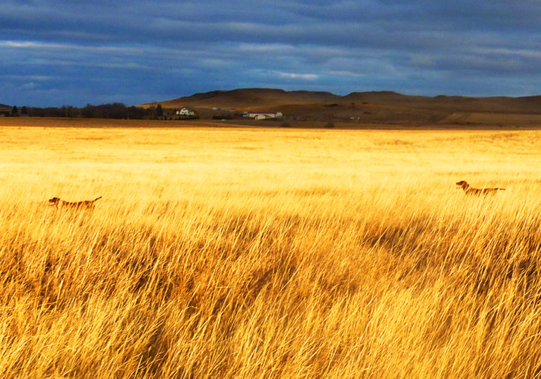 An evening hunt in the CRP is as close as one can ever come to Heaven.  Hemi has the bird and Zoey backing with both showing off their magic.