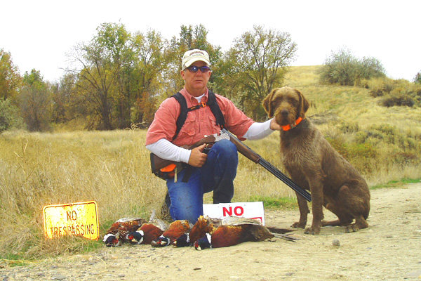 Hery Ze Strazistskych Lesu (aka Hery) following a rooster shoot in Idaho.    Hery just gets better with every hunt he sees in his new country and has mastered handling wiley ringnecks in the swamp filled cattail marshes.