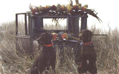 Cedarwoods First Offense (Tukr) and his mother Cedarwoods Image of Jake (Jessie) on a N. Dakota pheasant hunt.  Tukr is the product of line breeding Cedarwood pudelpointers and is the breeds leading producer of all time. Two out of three of his puppies earn a Prize I in NAVHDA natural ability testing.